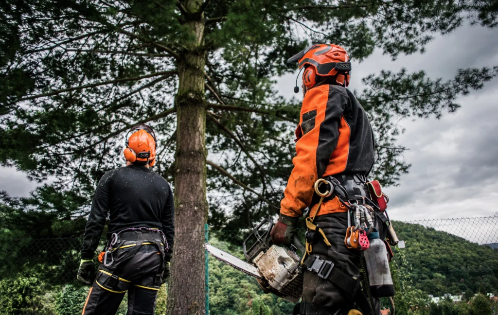 Tree Climbers