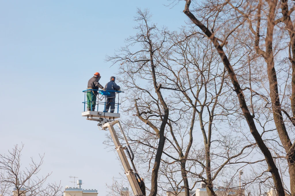 Tree Climbers
